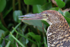 Green-backed heron